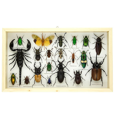 Bug and Beetle Specimens In Frame