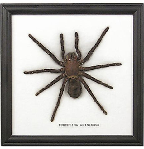 Single Tarantula Specimen