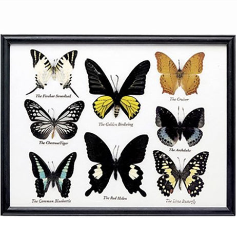Butterfly Specimen (8-Piece)