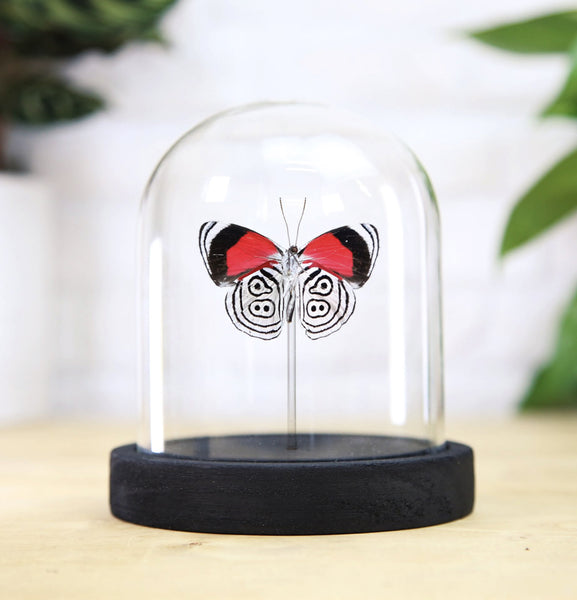 Curated Studio Cramer's Eighty-Eight Butterfly Bell Jar (Ventral