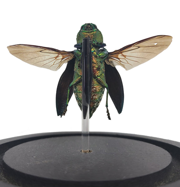 Curated Studio False Eyed Jewel Beetle Bell Jar – Little Red Hen