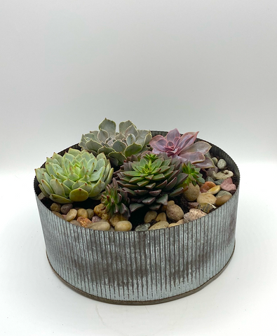 Large Succulent Garden