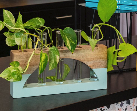 Lotem Propagation Stand