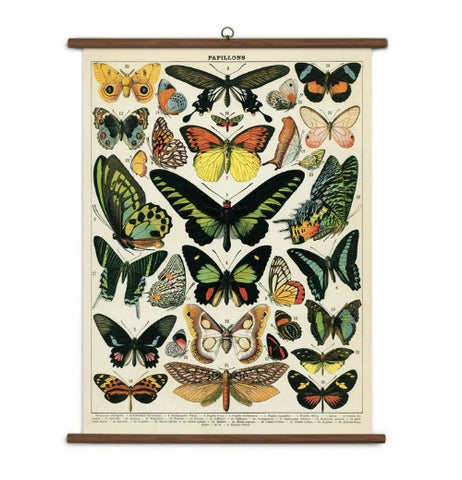 Butterflies Vintage School Chart