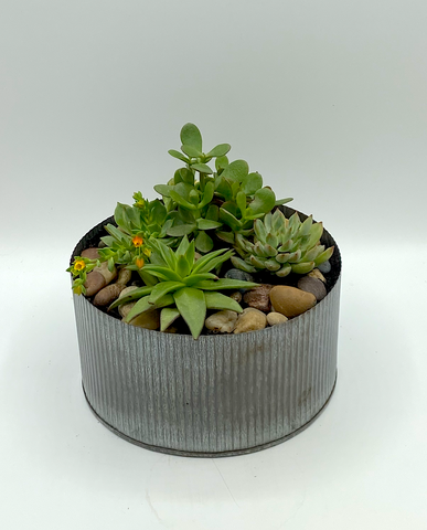 Small Succulent Garden