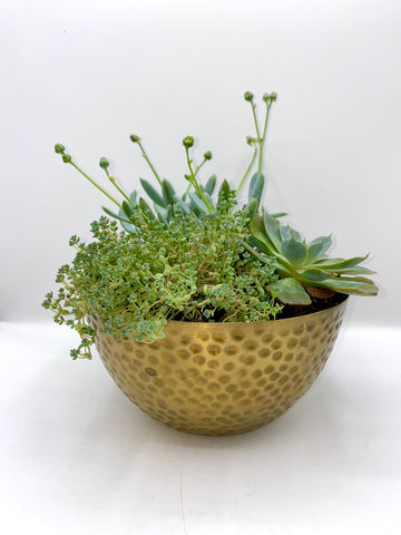 Sweet Succulents