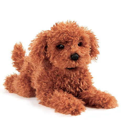 Toy Poodle Puppy