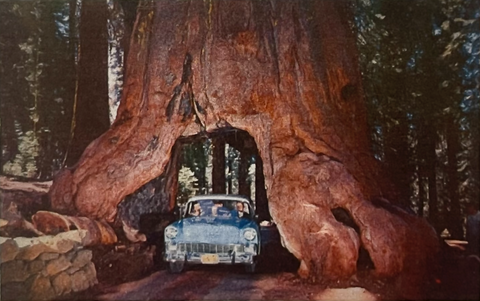 Magnet "Redwood"