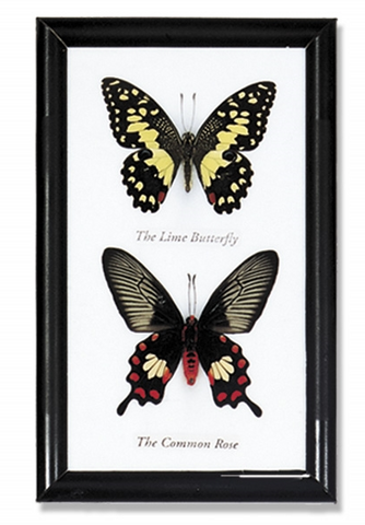2-Piece Butterfly Specimens Frame