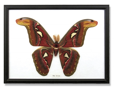 Single Atlas Moth Specimen