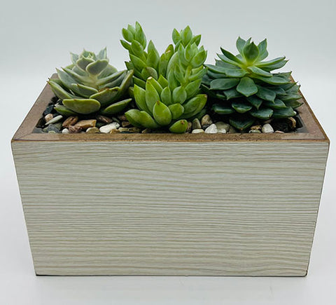 Succulent Sands