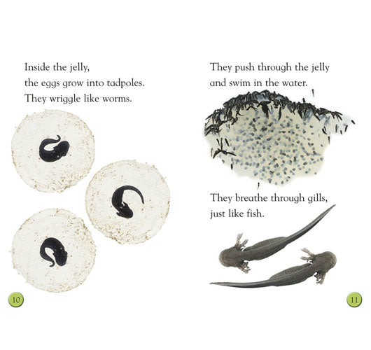 Tale of a Tadpole – Little Red Hen