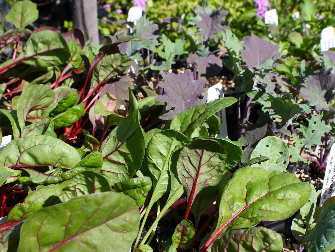 Fall Planting Tips from the Little Red Hen Nursery