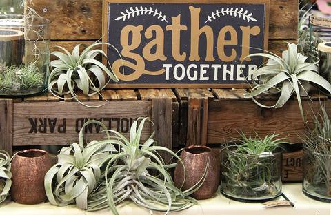 Air plants- available at Floral and More, or the Plant Nursery