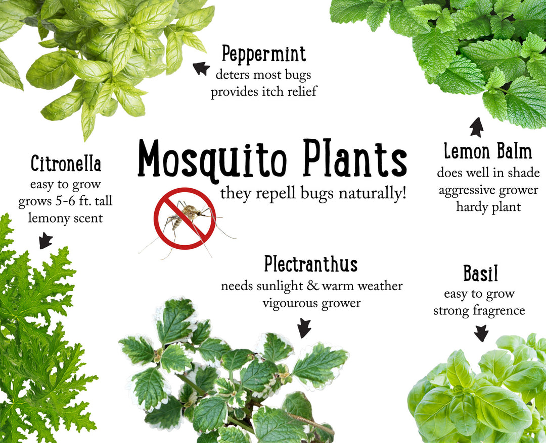 Don't Let Mosquitos Bug You