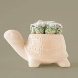 Turtle Planter | Sand: Medium