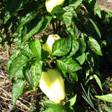 Albino Bullnose Pepper Seeds