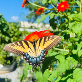 Seeds Mexican Sunflower