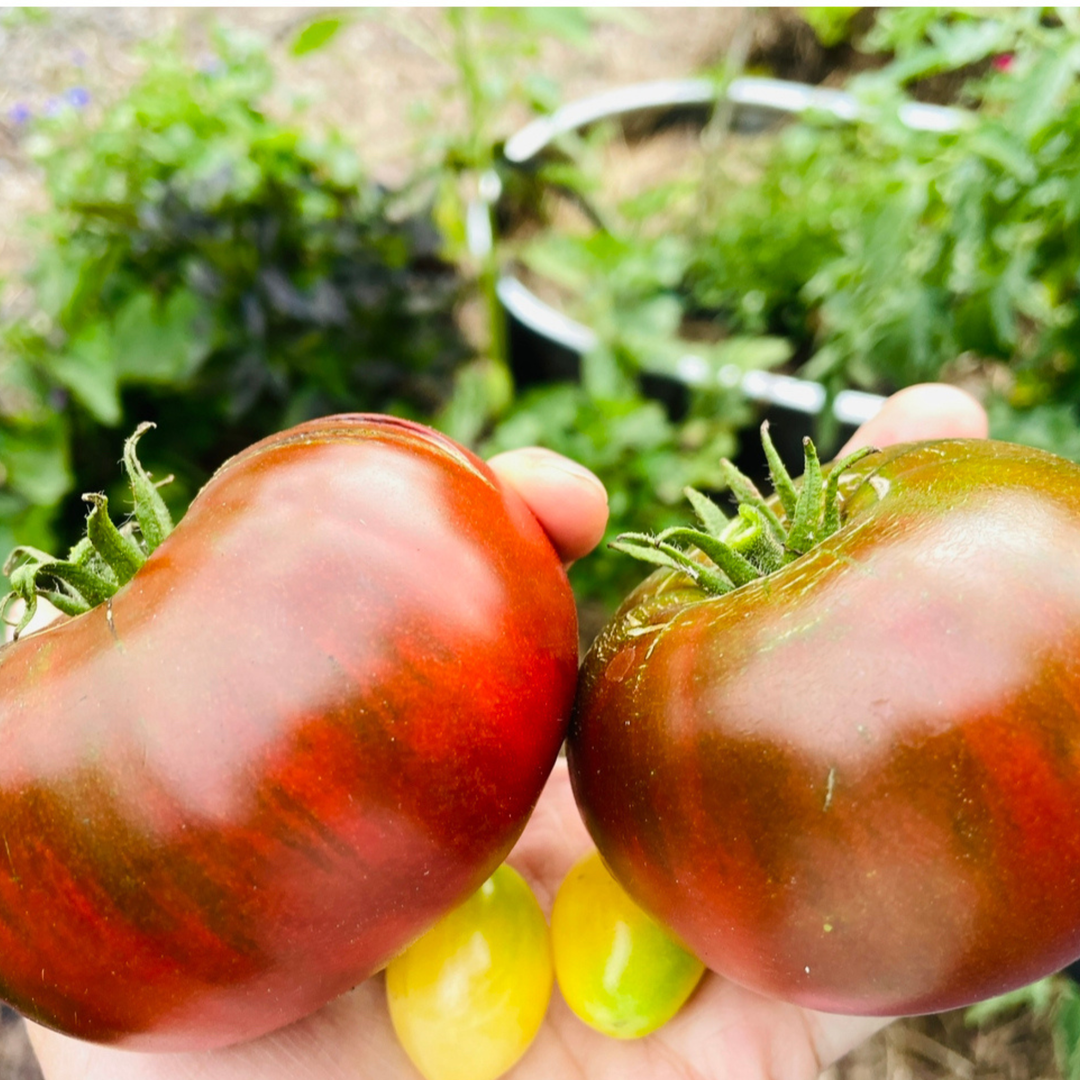 Seeds Paul Robeson Tomato