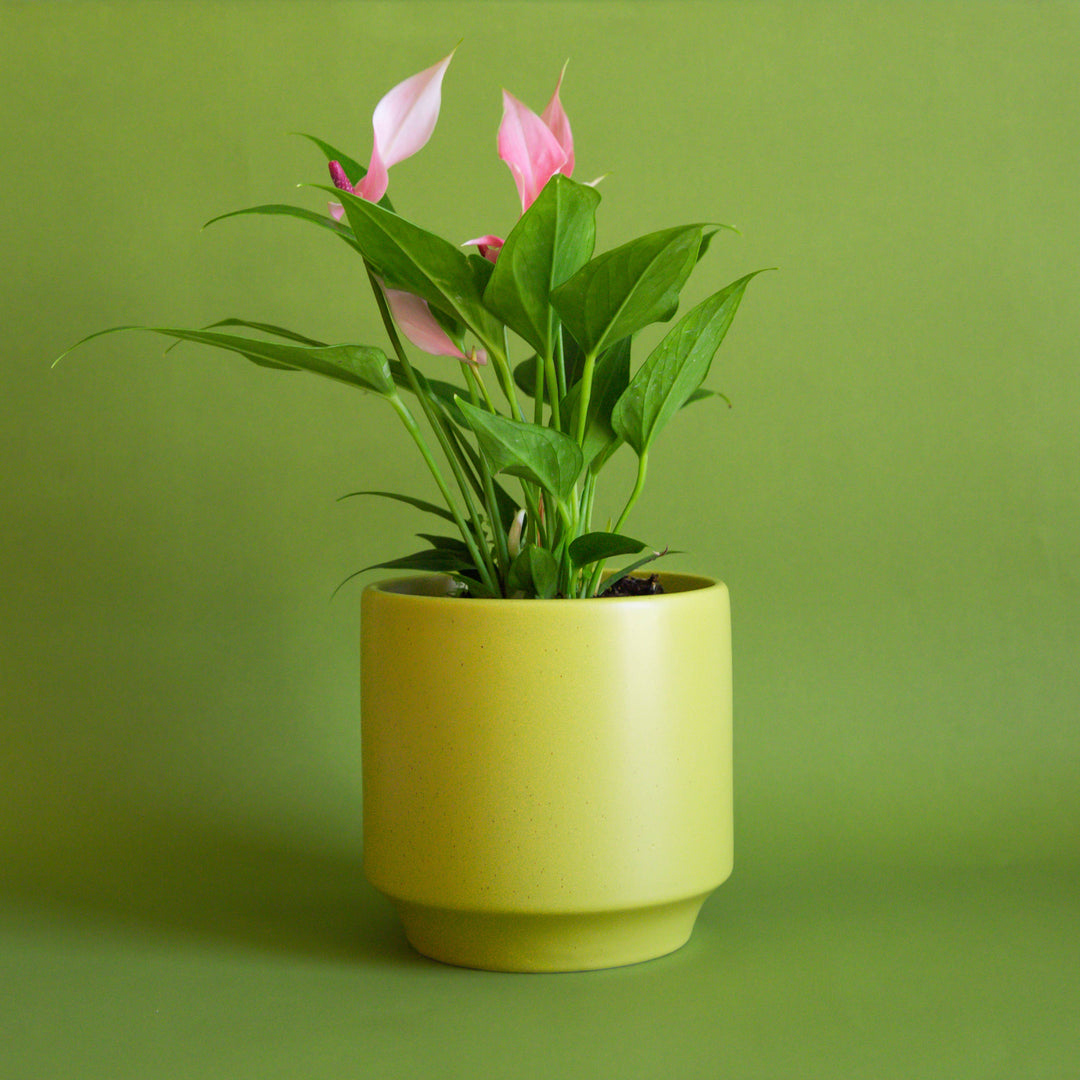 Parker Pot - Palm Speckle 4.5 inch