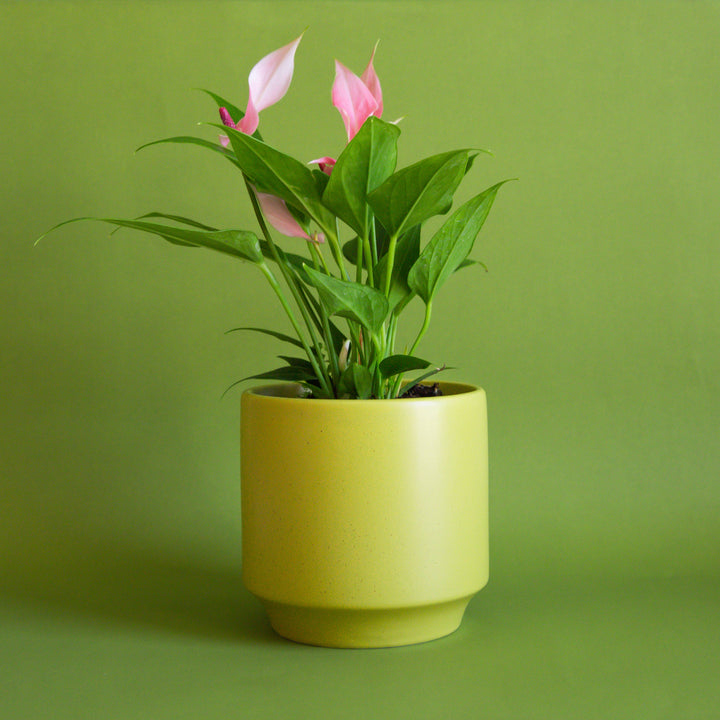 Parker Pot - Palm Speckle 4.5 inch
