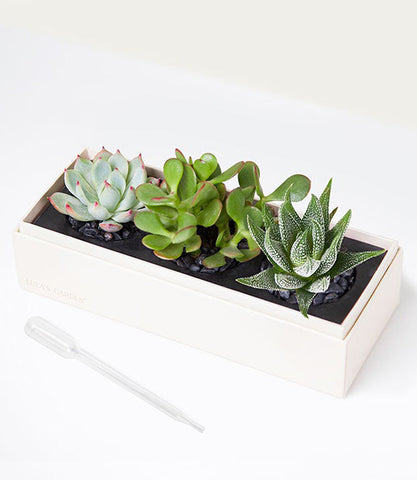 Succulent Garden