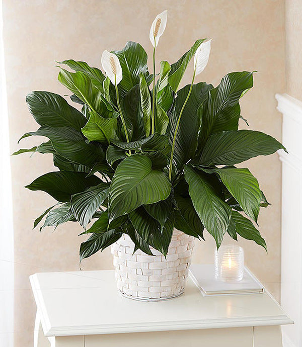 Peace Lily