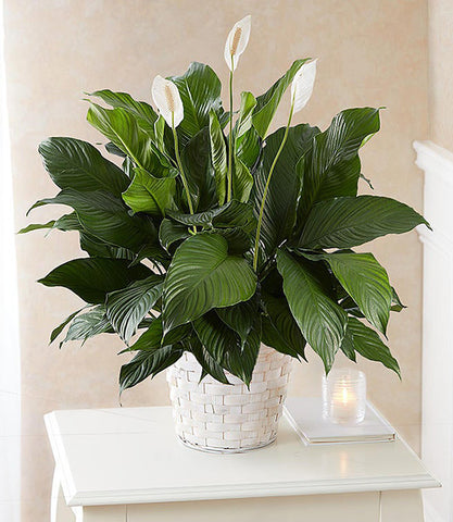 Peace Lily