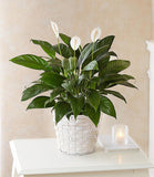 Peace Lily