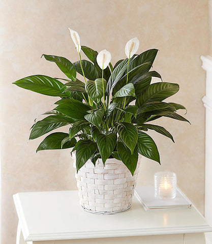 Peace Lily