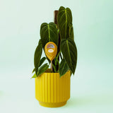 Moisture Meter - Green