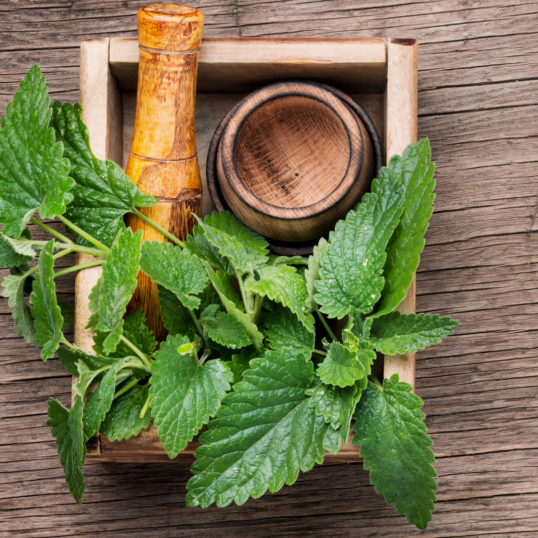 Seeds Lemon Balm