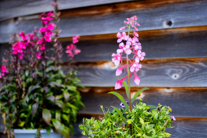 Fireweed Flower Painted Pick -Metal Silhouette Garden Yard