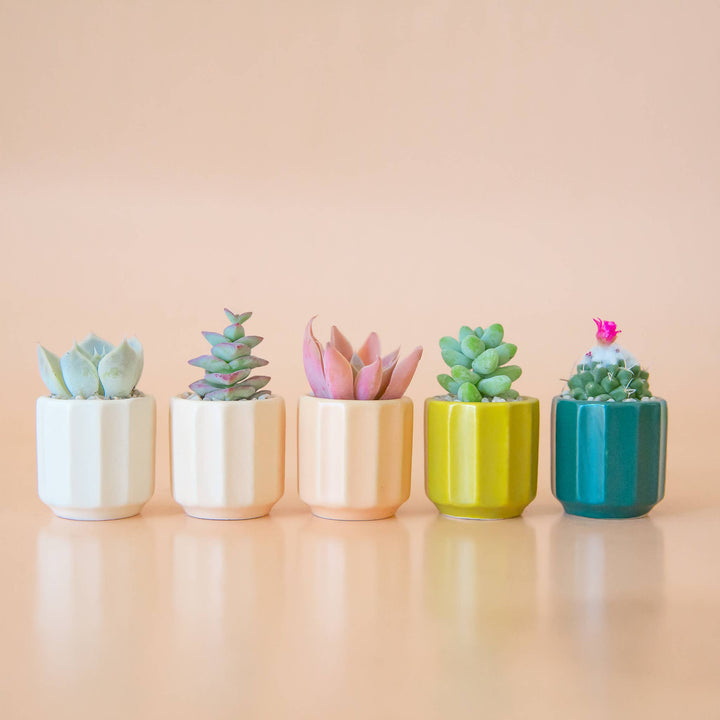 Mini Monroe Planter: Rainforest