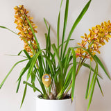 Moisture Meter - Green