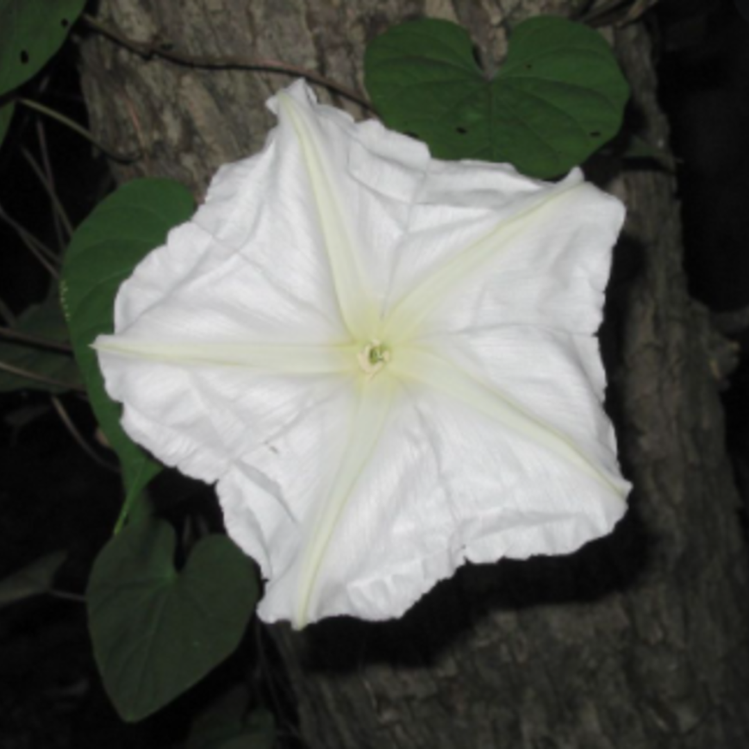 Seeds Moon Flower Ipomoea Alba