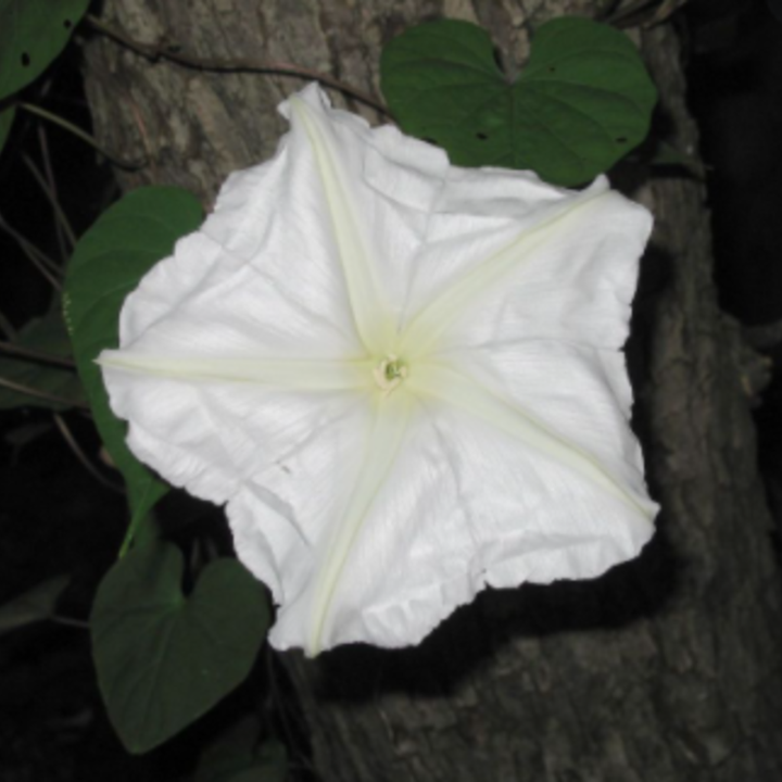 Seeds Moon Flower Ipomoea Alba