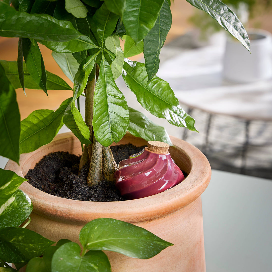 Terracotta Watering Bulb: Sage