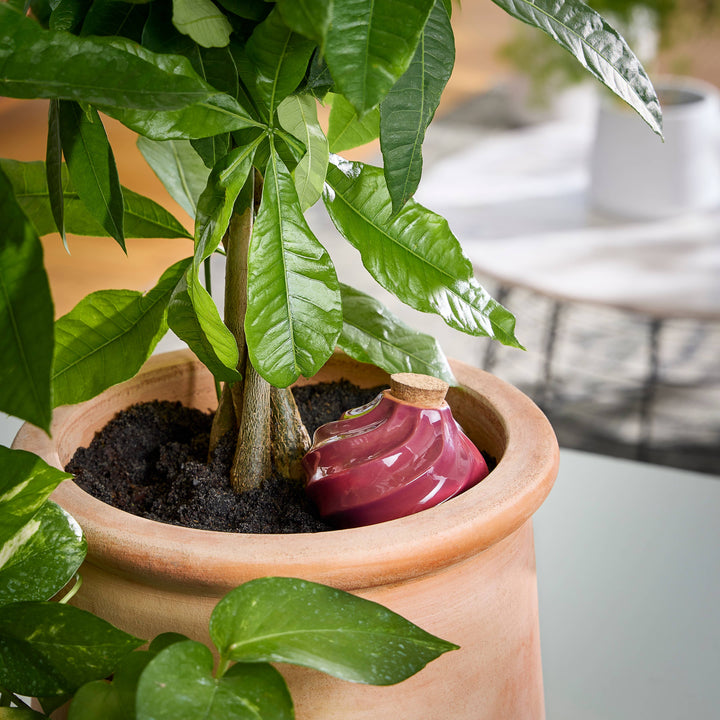 Terracotta Watering Bulb: Sage