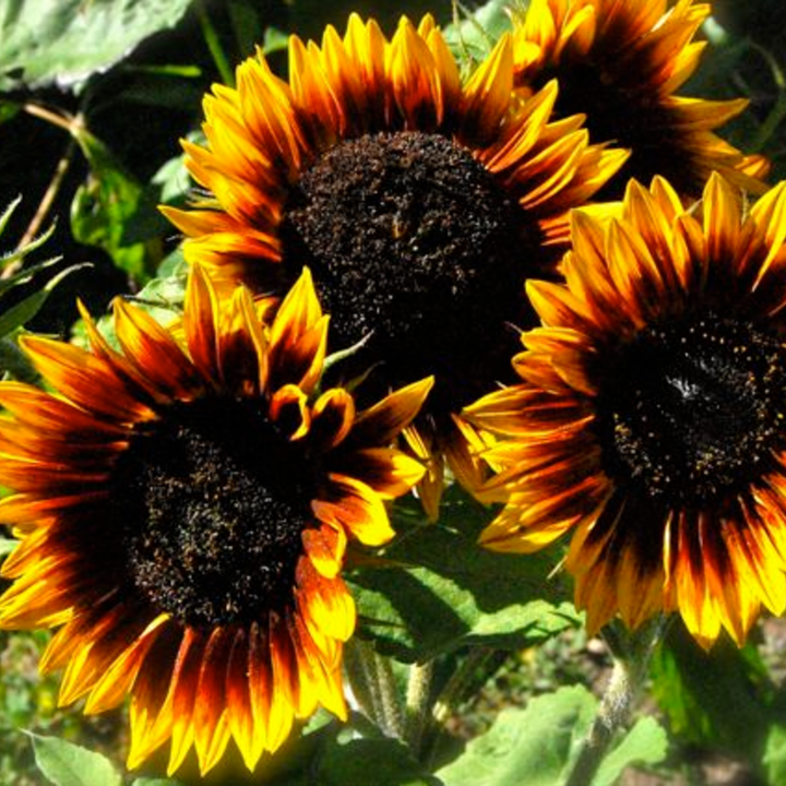 Seeds The Sunflower (Ring of Fire) Tarot Garden + Giftable Packet