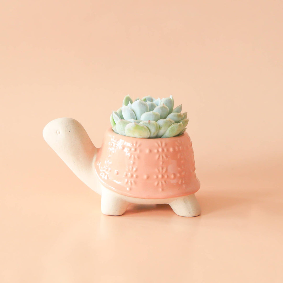 Turtle Planter | Sunset : Medium