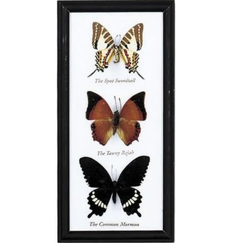 3 Piece Butterfly Specimen