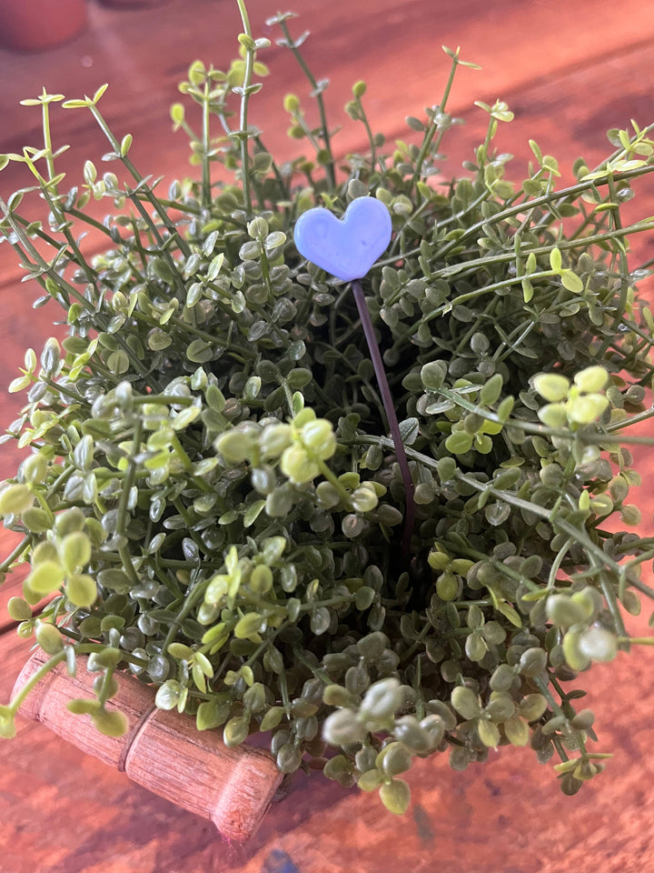 Glass Heart Plant Stick: Periwinkle Blue