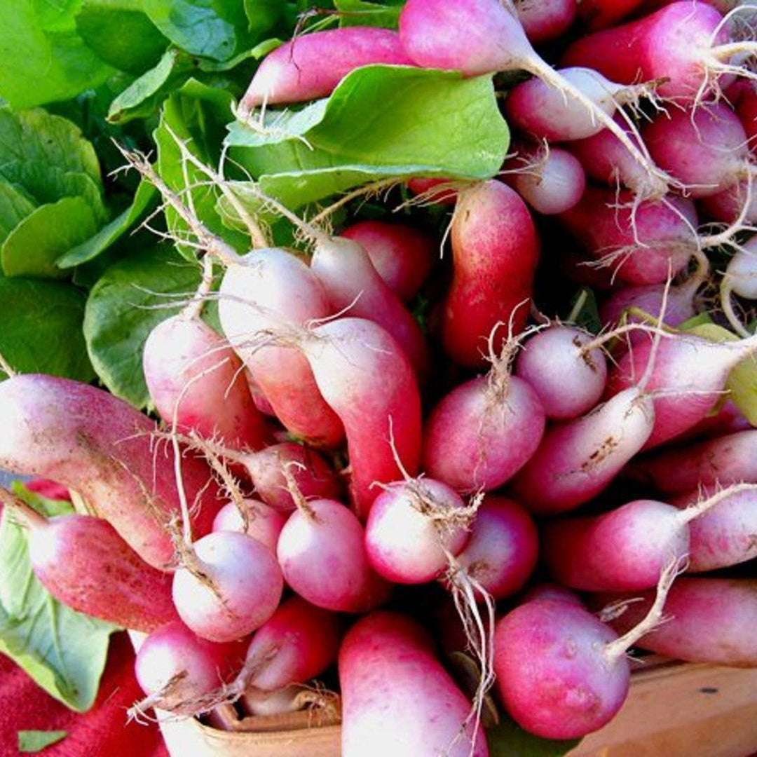 Seeds French Breakfast Radish
