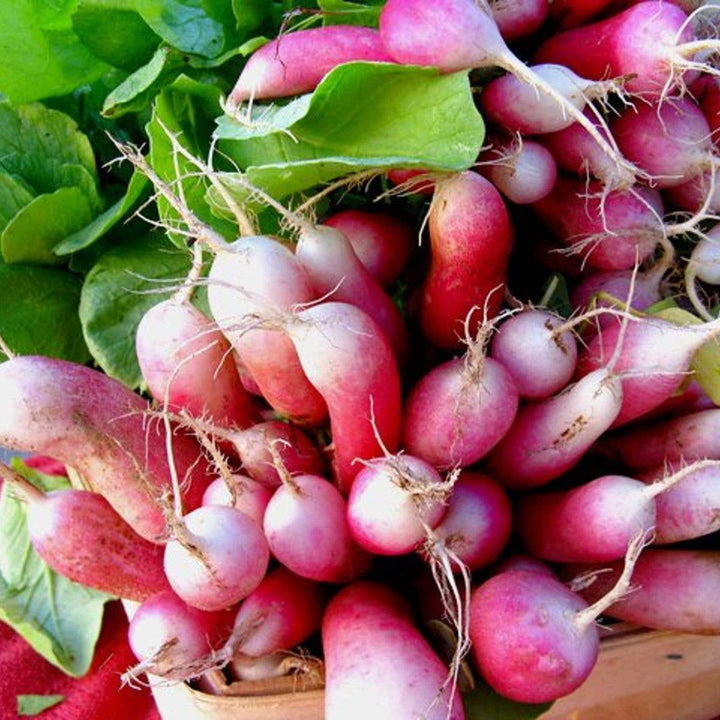 Seeds French Breakfast Radish