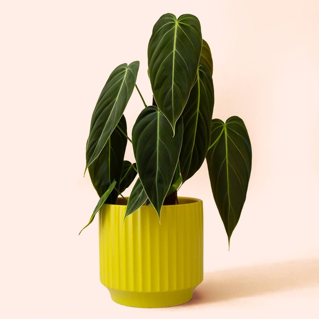 Monroe Planter | Palm : 6.75 inch