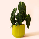 Monroe Planter | Palm : 6.75 inch