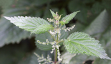 Seeds Stinging Nettle