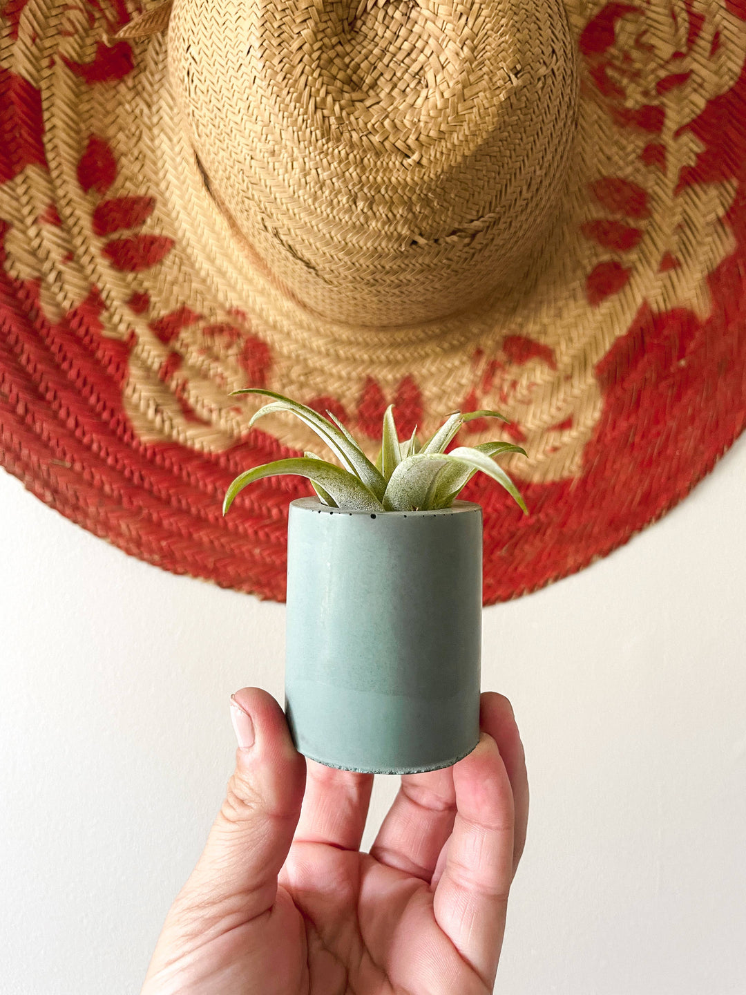 Solid Cement Air Plant Holder: Moss