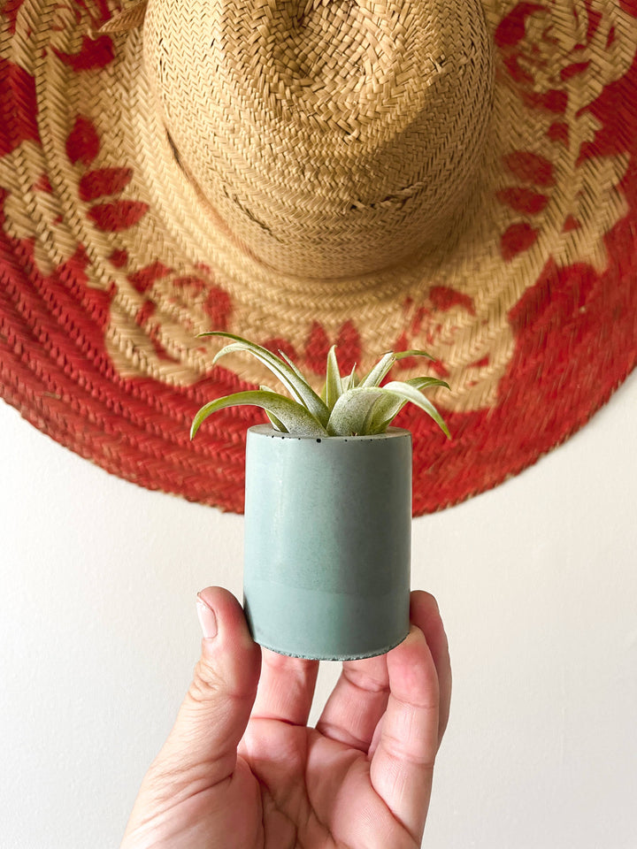 Solid Cement Air Plant Holder: Moss